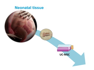 Neonatal tissue
UC
AI: UC-MSC
Mechanical
processing
 