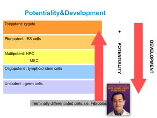 Potentiality&Development
Pluripotent: ES cells
Totipotent: zygote
Multipotent: HPC
MSC
Oligopotent : lymphoid stem cells
Unipotent : germ cells
Terminally differentiated cells. i.e. Fibroblasts
+POTENTIALITY-
DEVELOPMENT
 