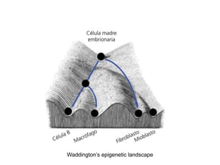 Waddington’s epigenetic landscape
 