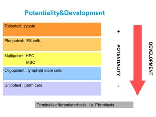 Potentiality&Development
Pluripotent: ES cells
Totipotent: zygote
Multipotent: HPC
MSC
Oligopotent : lymphoid stem cells
Unipotent : germ cells
Terminally differentiated cells. i.e. Fibroblasts
+POTENTIALITY-
DEVELOPMENT
 