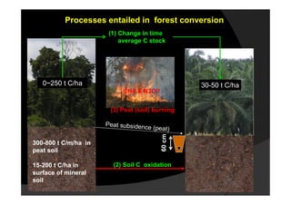 Processes entailed in forest conversion
                       (1) Change in time
                           average C stock




   0~250 t C/ha                                  30-50 t C/ha
                            CH4 & N2O?


                       (3) Peat (soil) burning

                      Peat subsidenc
                                    e (peat)




                                         60 cm
300-800 t C/m/ha in
peat soil

15-200 t C/ha in        (2) Soil C oxidation
surface of mineral
soil
 