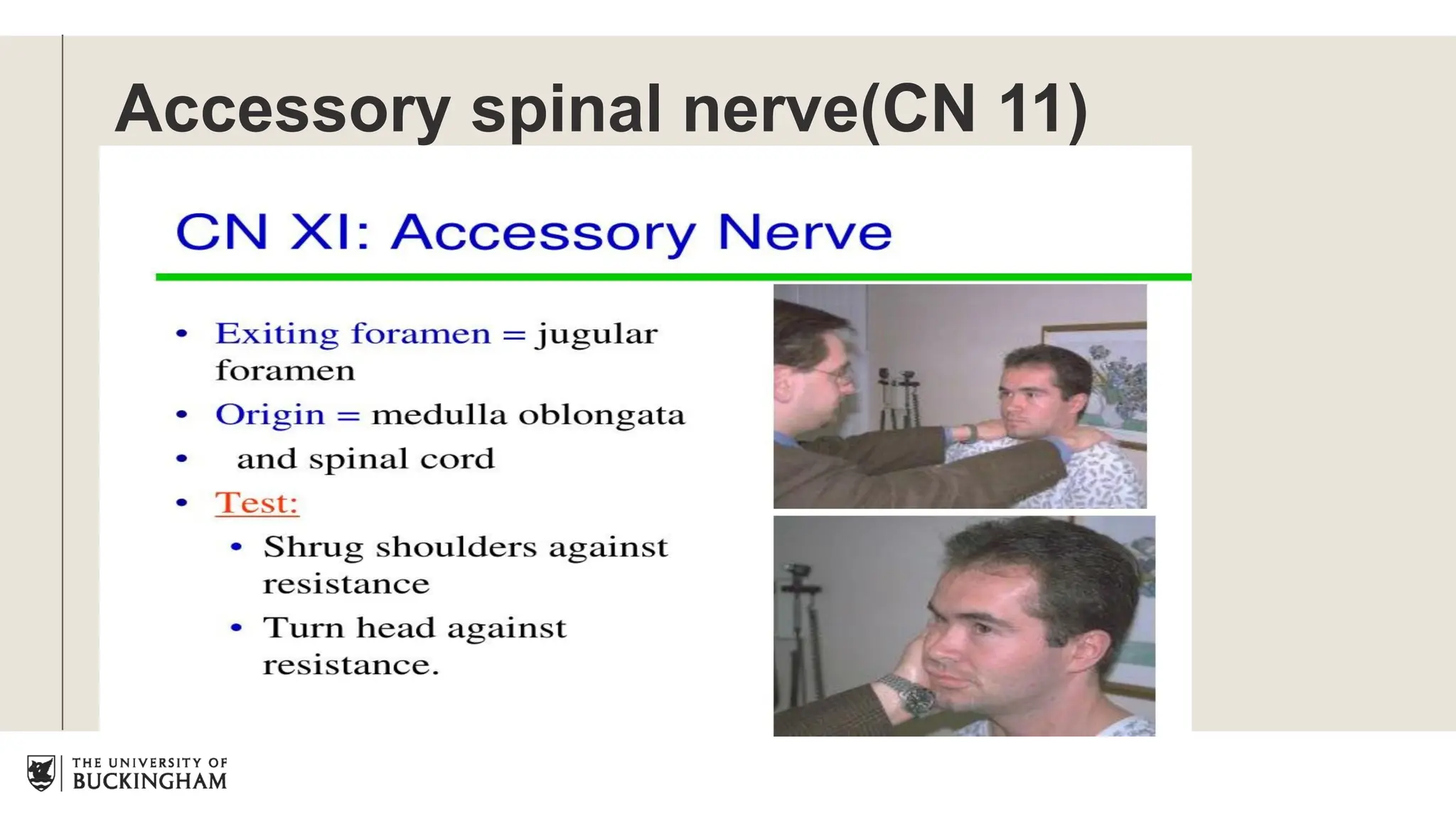 Accessory spinal nerve(CN 11)
 