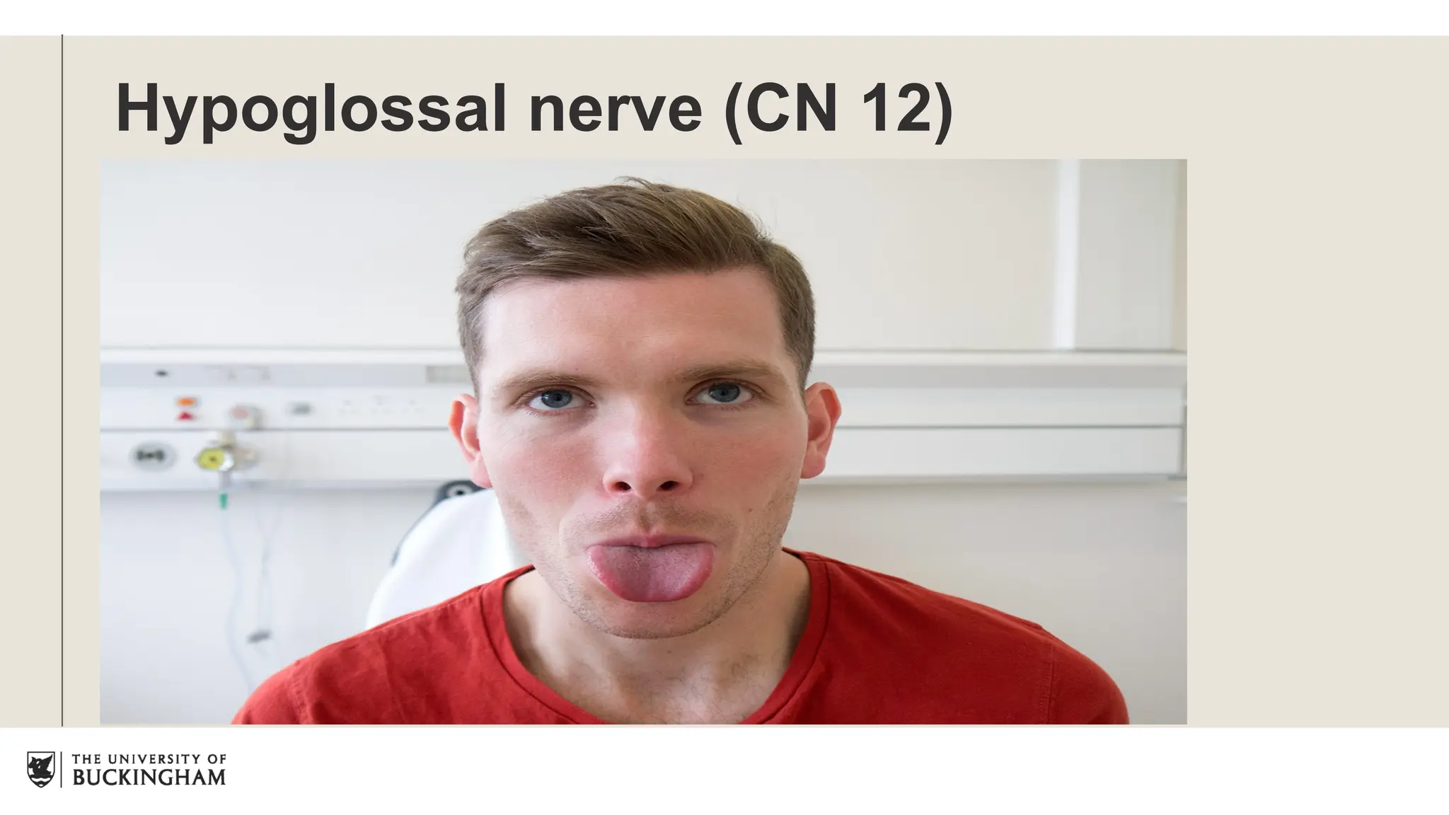 Hypoglossal nerve (CN 12)
 