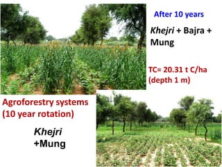 After 10 years

Khejri + Bajra +
Mung
TC= 20.31 t C/ha
(depth 1 m)

Agroforestry systems
(10 year rotation)

Khejri
+Mung

 