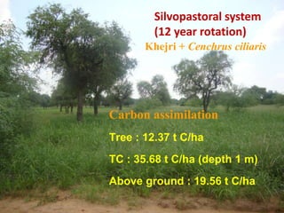 Silvopastoral system
(12 year rotation)
Khejri + Cenchrus ciliaris

Carbon assimilation
Tree : 12.37 t C/ha
TC : 35.68 t C/ha (depth 1 m)

Above ground : 19.56 t C/ha

 
