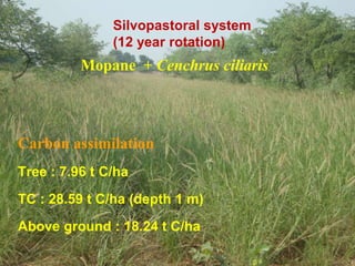 Silvopastoral system
(12 year rotation)

Mopane + Cenchrus ciliaris

Carbon assimilation
Tree : 7.96 t C/ha
TC : 28.59 t C/ha (depth 1 m)
Above ground : 18.24 t C/ha

 
