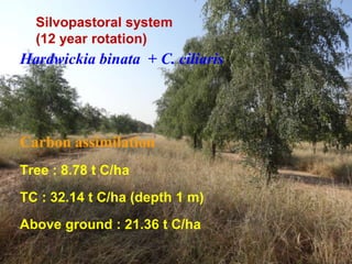Silvopastoral system
(12 year rotation)

Hardwickia binata + C. ciliaris

Carbon assimilation
Tree : 8.78 t C/ha
TC : 32.14 t C/ha (depth 1 m)

Above ground : 21.36 t C/ha

 