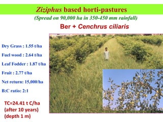 Ziziphus based horti-pastures
(Spread on 90,000 ha in 350-450 mm rainfall) )))

Ber + Cenchrus ciliaris
Dry Grass : 1.55 t/ha
Fuel wood : 2.64 t/ha
Leaf Fodder : 1.87 t/ha

Fruit : 2.77 t/ha
Net return: 15,000/ha
B:C ratio: 2:1

TC=24.41 t C/ha
(after 10 years)
(depth 1 m)

 
