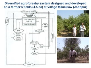Diversified agroforestry system designed and developed
on a farmer’s fields (4.5 ha) at Village Manaklaw (Jodhpur)

 