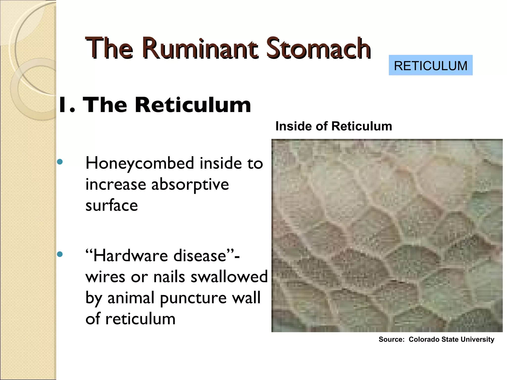 Session 1 Orientation And Animal Classifications | PPT | Pets
