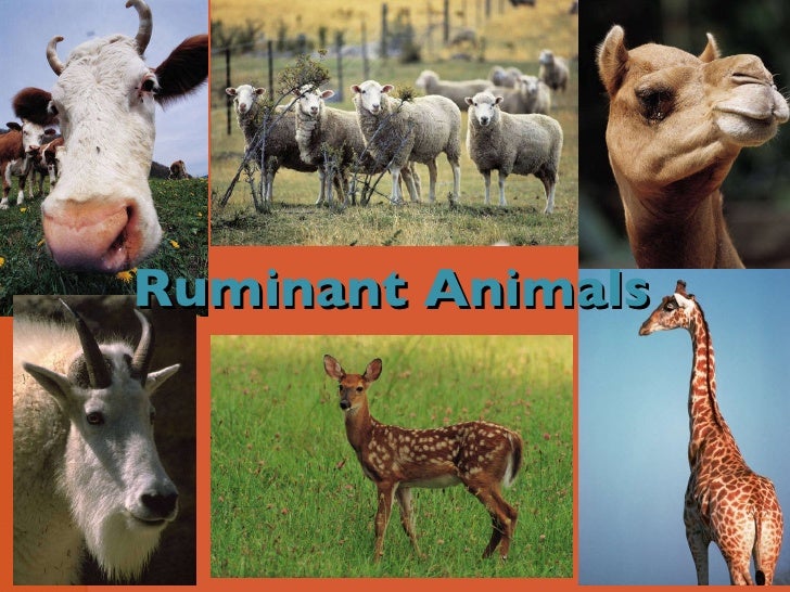 Ruminant Animals Full List And Fun Facts, 55 OFF