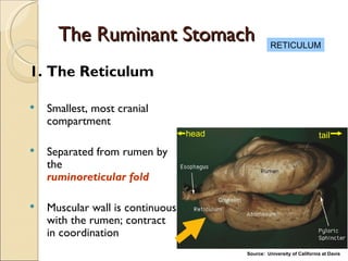Normal Rumen Wall Orientation & Animal Classifications | PPT