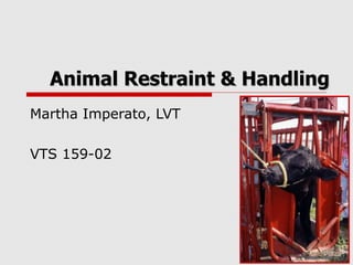 Animal Restraint & Handling Martha Imperato, LVT VTS 159-02 