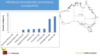 biosecurity built on science
Melaleuca leucadendra provenance
susceptibility
 