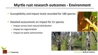biosecurity built on science
 Susceptibility and impact levels recorded for 180 species
 Detailed assessments on impact for 21 species
- Impact across host natural distribution
- Impact on regeneration
- Impact on plant communities
Myrtle rust research outcomes - Environment
 