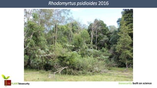 biosecurity built on science
Rhodomyrtus psidioides 2016
 