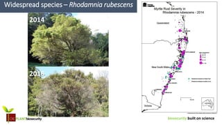 biosecurity built on science
Widespread species – Rhodamnia rubescens
2014
2016
 