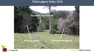 biosecurity built on science
Tallebudgera Valley 2016
Decaspermum humile
Syzygium corynanthum
Acmena smithii
 