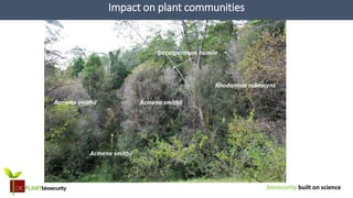 biosecurity built on science
Impact on plant communities
Acmena smithiiAcmena smithii
Decaspermum humile
Acmena smithii
Rhodamnia rubescens
 