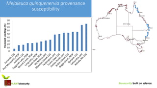 biosecurity built on science
Melaleuca quinquenervia provenance
susceptibility
 