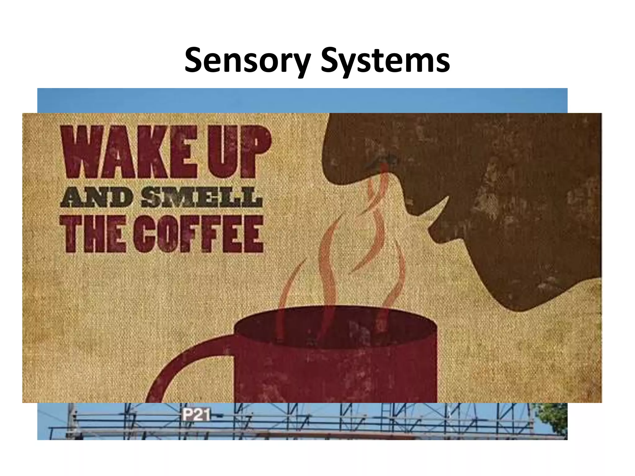 Sensory Systems
Vision
• Color provokes emotion
• Reactions to color are
biological and cultural
• Trade dress: colors
associated with specific
companies
Scents
• Odors creates mood and
promote memories:
– Coffee : College days
– Maggi: Home
– Starbucks/Odonil
 