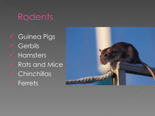 Guinea Pigs Gerbils Hamsters Rats and Mice Chinchillas Ferrets 