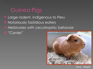Large rodent, indigenous to Peru Notoriously fastidious eaters Herbivores with cecotrophic behavior “ Cavies” Source:  Wikipedia 