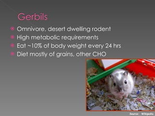 Omnivore, desert dwelling rodent High metabolic requirements Eat ~10% of body weight every 24 hrs Diet mostly of grains, other CHO Source:  Wikipedia 