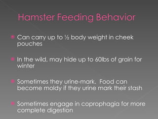 Can carry up to ½ body weight in cheek pouches In the wild, may hide up to 60lbs of grain for winter Sometimes they urine-mark.  Food can become moldy if they urine mark their stash Sometimes engage in coprophagia for more complete digestion 