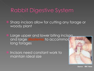 Sharp incisors allow for cutting any forage or woody plant Large upper and lower biting incisors and large  diastema  to accommodate long forages Incisors need constant work to  maintain ideal size Source:  BBC News 