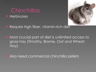 Herbivores Require high fiber, vitamin-rich diet Most crucial part of diet is unlimited access to grass hay (Timothy, Brome, Oat and Wheat Hay).  Also need commercial chinchilla pellets 