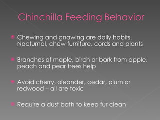 Chewing and gnawing are daily habits.  Nocturnal, chew furniture, cords and plants Branches of maple, birch or bark from apple, peach and pear trees help Avoid cherry, oleander, cedar, plum or redwood – all are toxic Require a dust bath to keep fur clean 