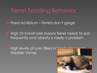 Feed ad libitum – ferrets don’t gorge High GI transit rate means ferret needs to eat frequently and obesity is rarely a problem High levels of corn fillers in food can cause bladder stones 