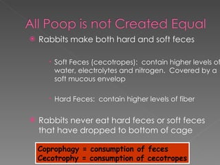 Rabbits make both hard and soft feces Soft Feces (cecotropes):  contain higher levels of water, electrolytes and nitrogen.  Covered by a soft mucous envelop Hard Feces:  contain higher levels of fiber Rabbits never eat hard feces or soft feces that have dropped to bottom of cage Coprophagy = consumption of feces Cecotrophy = consumption of cecotropes 