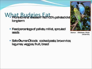 What Budgies Eat Prone to renal disease if fed 100% pelleted diet long term Feed percentage of pellets, millet, sprouted seeds Safe “human” foods:  cooked pasta, brown rice, legumes, veggies, fruit, bread Source:  Oklahoma State  University 