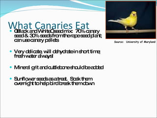What Canaries Eat “ Black and White” seed mix:  70% canary seed & 30% seeds from the rape seed plant;  can use canary pellets Very delicate, will dehydrate in short time; fresh water always! Mineral grit and cuttlebone should be added Sunflower seeds as a treat.  Soak them overnight to help bird break them down Source:  University of Maryland 