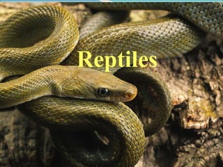 Reptiles 