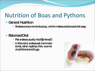 Nutrition of Boas and Pythons General Nutrition Snakes consume whole prey, which makes a balanced diet easy Balanced Diet Pet snakes usually fed “pinkies” In the wild, snakes eat mammals birds, other reptiles, fish, worms amphibians and bugs 