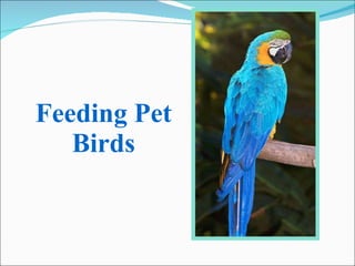 Feeding Pet Birds 