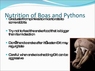 Nutrition of Boas and Pythons Graduate from pinkies to mice to rats to some rabbits Try not to feed the snake food that is bigger than its midsection Don’t handle snake after it’s eaten – it may regurgitate Careful when snake is shedding – it can be aggressive 