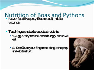 Nutrition of Boas and Pythons Never feed live prey – can result in bite wounds Teaching a snake to eat dead rodents: 1. Jiggle it by the tail and a hungry snake will eat 2.  Don’t use your fingers to dangle the prey – snakebites hurt 