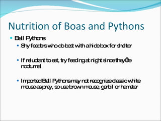 Nutrition of Boas and Pythons Ball Pythons Shy feeders who do best with a hide box for shelter If reluctant to eat, try feeding at night since they’re nocturnal Imported Ball Pythons may not recognize classic white mouse as prey, so use brown mouse, gerbil or hamster 