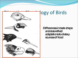 Digestive Physiology of Birds Differences in beak shape and size reflect adaptations to dietary sources of food 