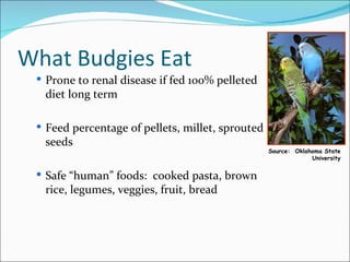 Curated visual reference: Visual Reference: Avian Snake Nutrition