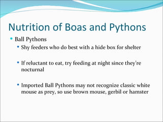 Picture of Feeding Your Pet Ball Pythons - The Spruce Pets