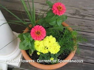 Potted Flowers: Current or Spontaneous
 