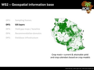 WS2 – Geospatial information base
www.iita.org | www.cgiar.org | www.acai-project.org
OP1: Sampling frames
OP2: GIS layers
OP3: Yield gap maps / baseline
OP4: Recommendation domains
OP5: Database infrastructure
Crop mask + current & attainable yield
and crop calendars based on crop models
 