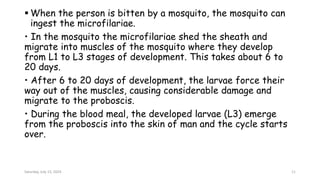  When the person is bitten by a mosquito, the mosquito can
ingest the microfilariae.
• In the mosquito the microfilariae shed the sheath and
migrate into muscles of the mosquito where they develop
from L1 to L3 stages of development. This takes about 6 to
20 days.
• After 6 to 20 days of development, the larvae force their
way out of the muscles, causing considerable damage and
migrate to the proboscis.
• During the blood meal, the developed larvae (L3) emerge
from the proboscis into the skin of man and the cycle starts
over.
Saturday, July 13, 2024 11
 