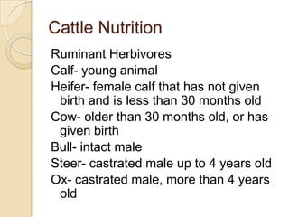 Cattle Nutrition
Ruminant Herbivores
Calf- young animal
Heifer- female calf that has not given
 birth and is less than 30 months old
Cow- older than 30 months old, or has
 given birth
Bull- intact male
Steer- castrated male up to 4 years old
Ox- castrated male, more than 4 years
 old
 