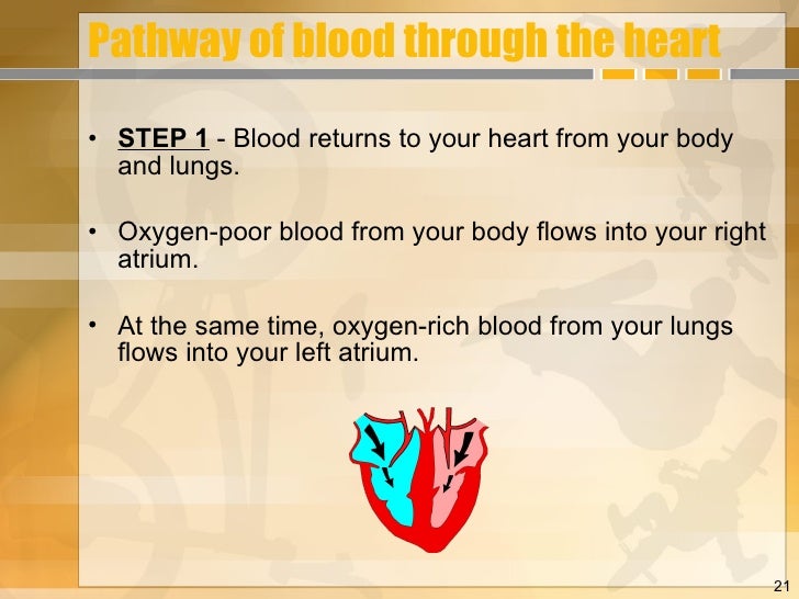 Session 1 2 Heart